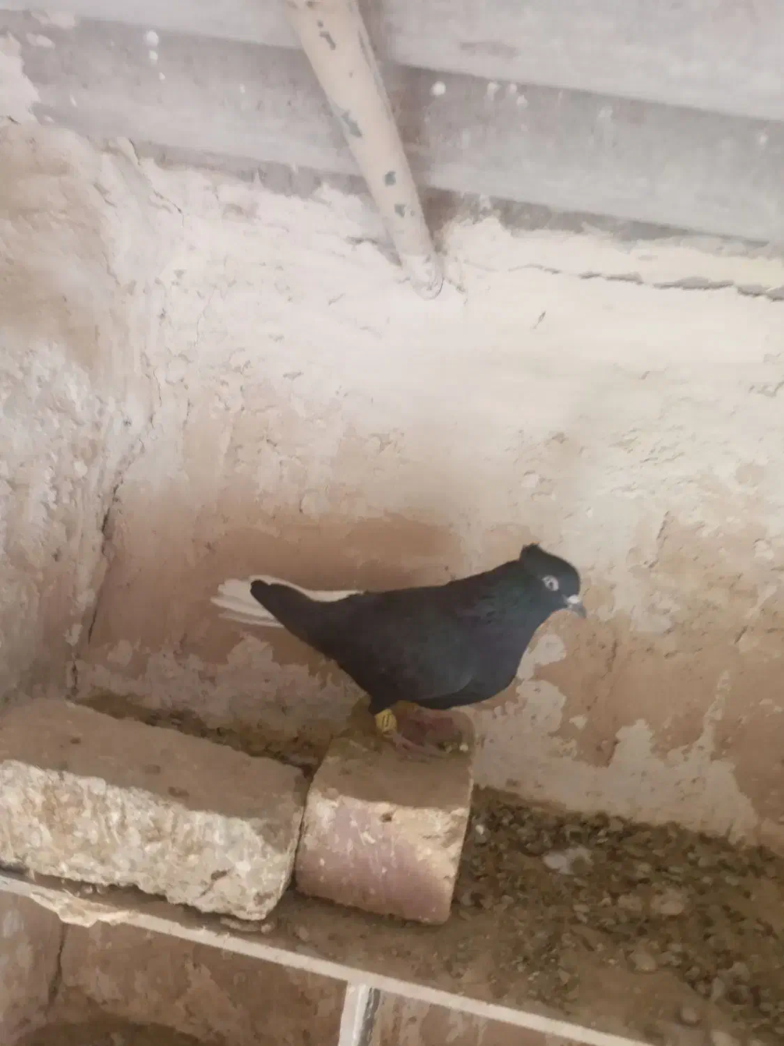 کبوتر پرنده|پرنده|دشتابی, |دیوار