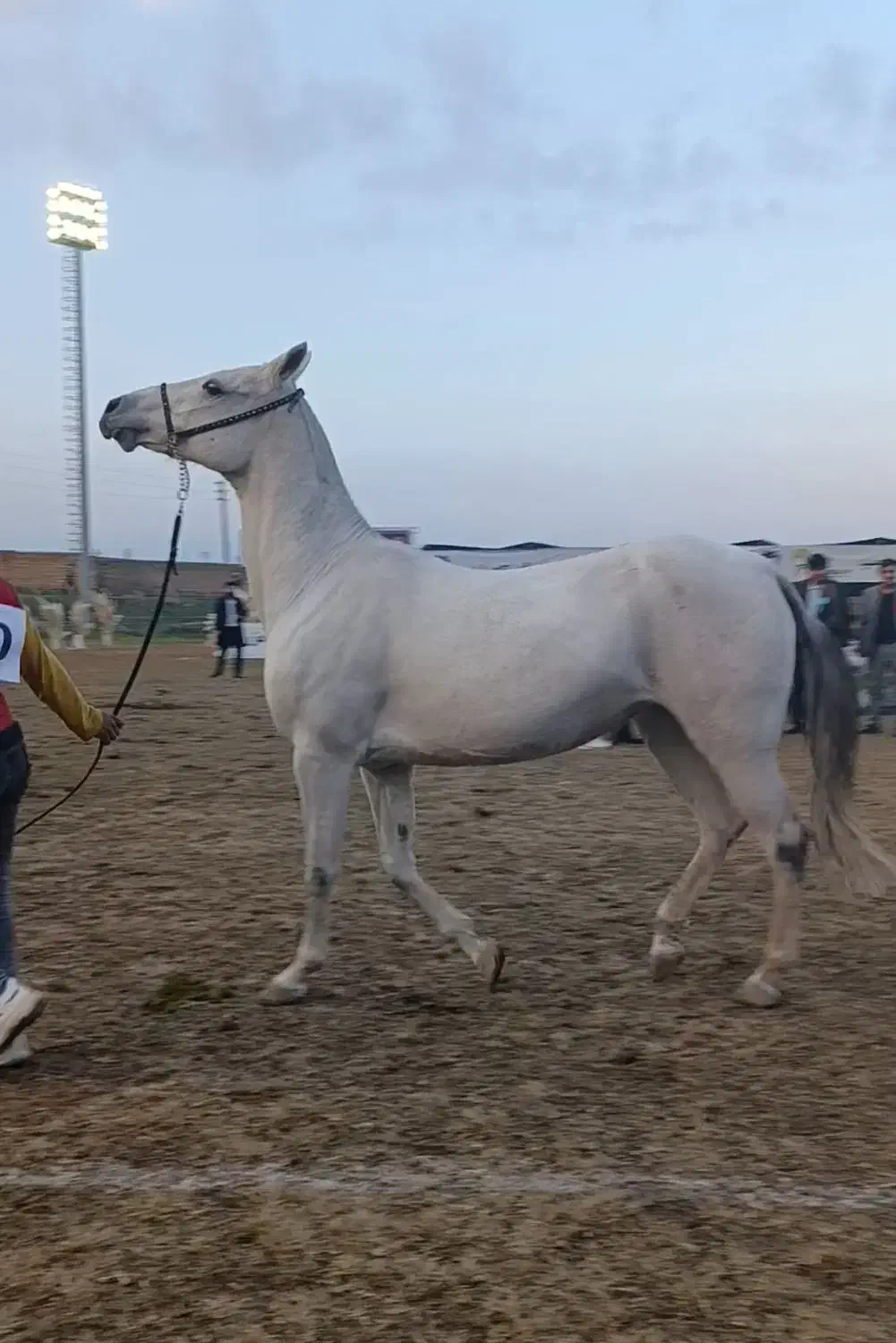 اسب|اسب و تجهیزات اسبسواری|علیآباد کتول, |دیوار