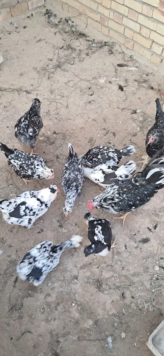 تخم مرغ های گلین|حیوانات مزرعه|کلاله, |دیوار