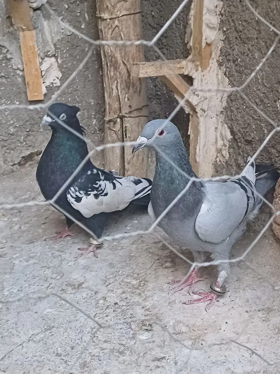 کفتر|پرنده|لنجان, |دیوار