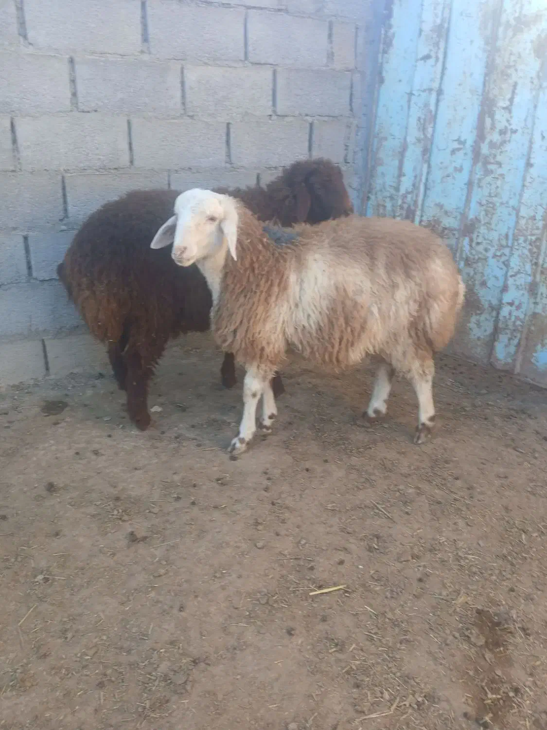 بره نر|حیوانات مزرعه|مراوه, |دیوار