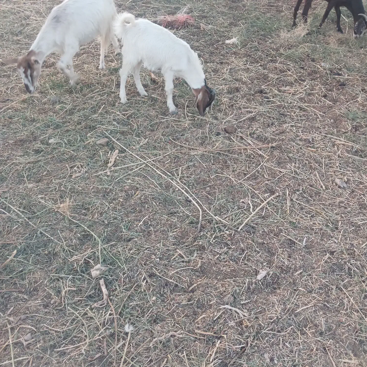 بزغاله نر|حیوانات مزرعه|شهرضا, |دیوار