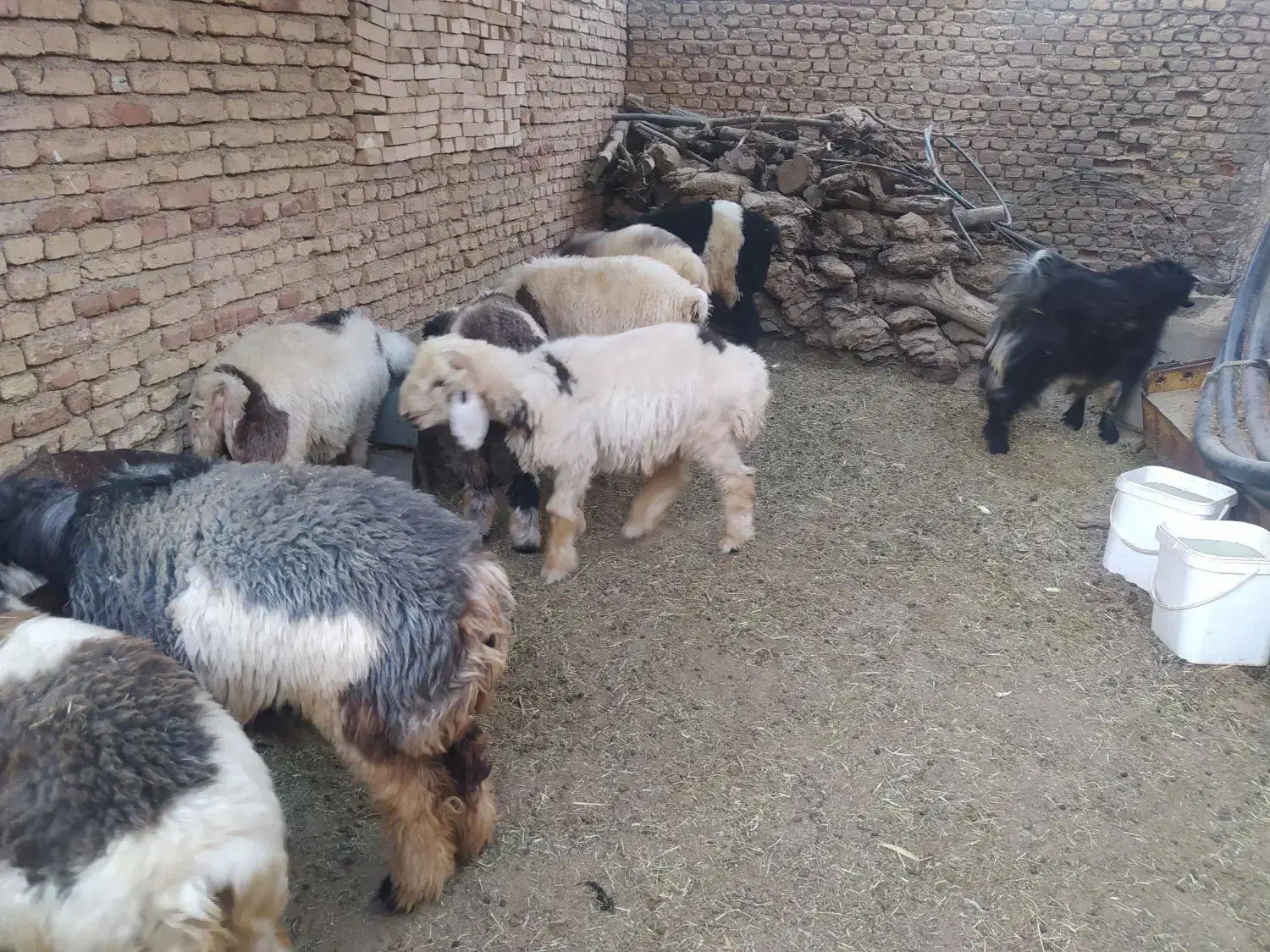 بره پرواری|حیوانات مزرعه|کوهرنگ, |دیوار