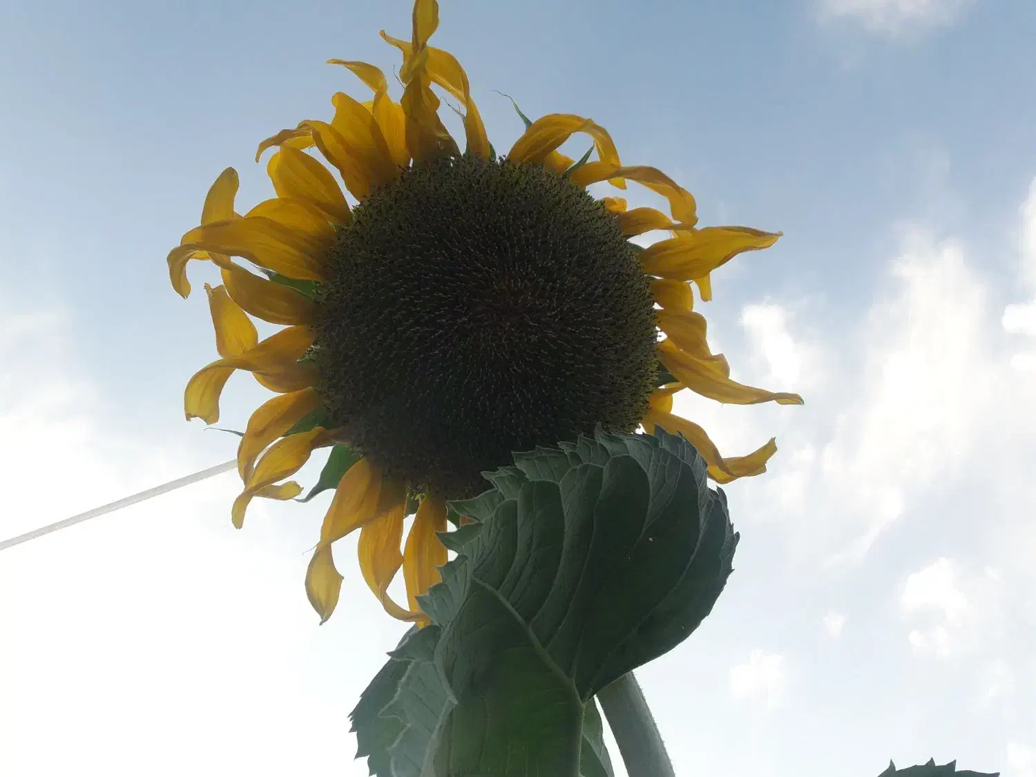 نیازمند کارگر ساده|استخدام سرایداری و نظافت|دورود, |دیوار