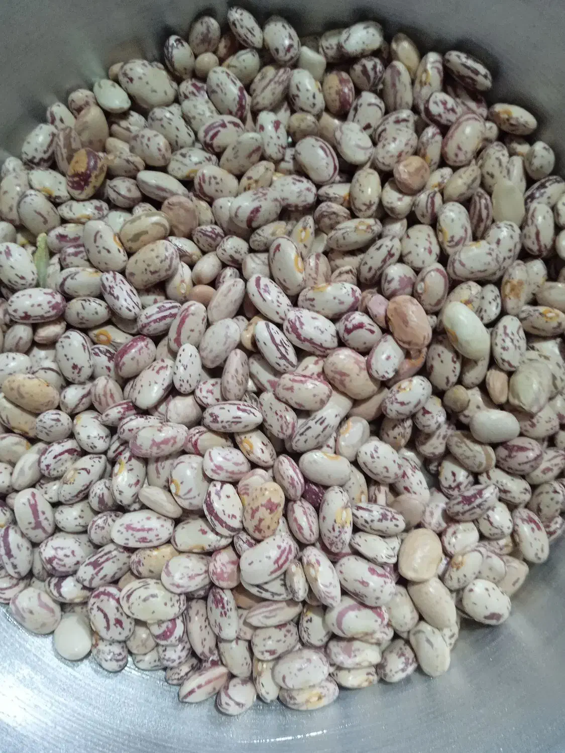 لوبیا چیتی تمیز فریدن|خوردنی و آشامیدنی|بوئین و میاندشت, |دیوار