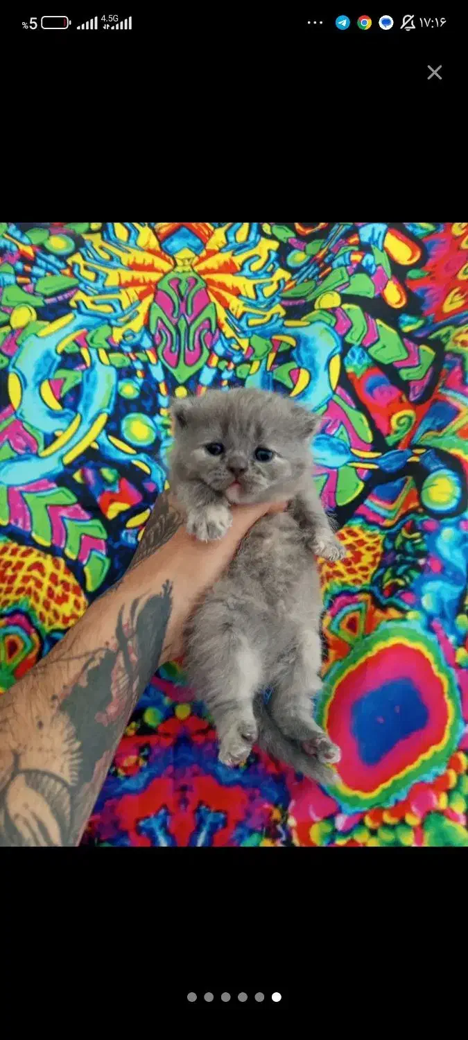 گربه اسکاتیش|گربه|گرگان, |دیوار