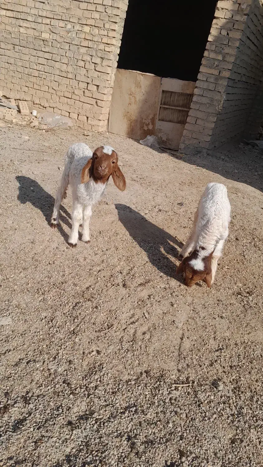 دوعدد گوسفند|حیوانات مزرعه|سوسنگرد, |دیوار