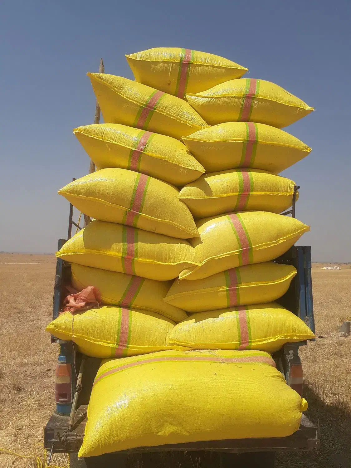 خریدوفروش.کاه دیم کاه  کمباینی ریزونرم امسال|لوازم جانبی حیوانات|شوشتر, |دیوار