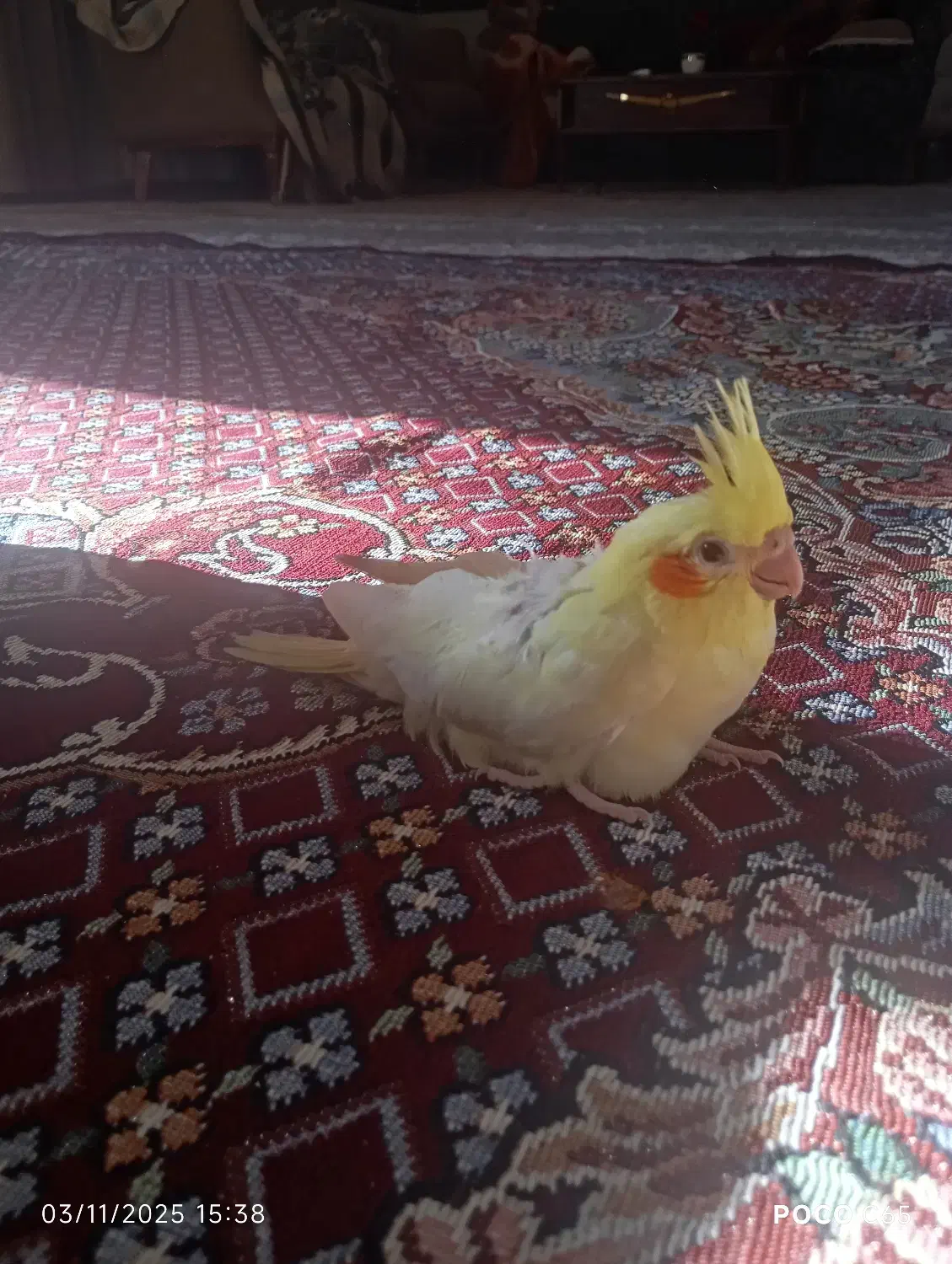 عروس هلندی نر بازی گوش|پرنده|بیجار, |دیوار