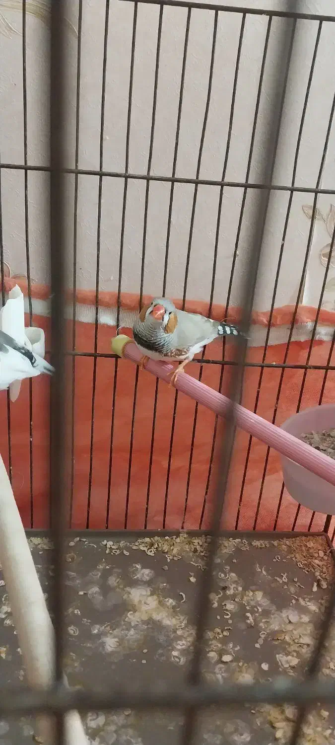 فنچ کینگ|پرنده|تهران, یافت‌آباد|دیوار