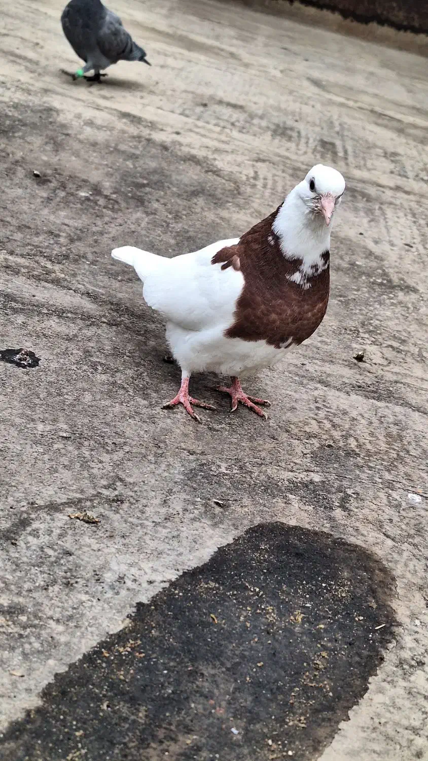 کفتر رنگه کاکلی|پرنده|مشهد, نظام دوست|دیوار