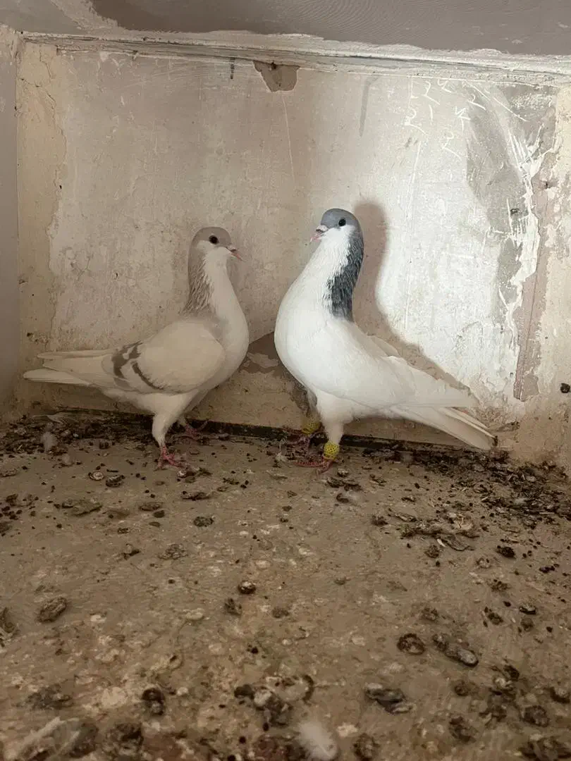 کبوتررنگی|پرنده|اقبالیه, |دیوار