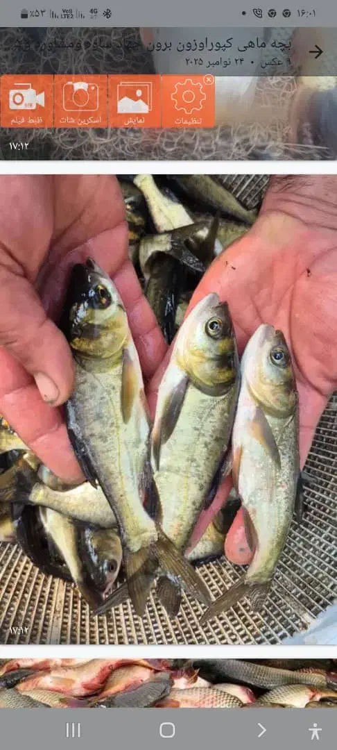 نوزادبچه ماهی|ماهی|اصفهان, درب کوشک|دیوار