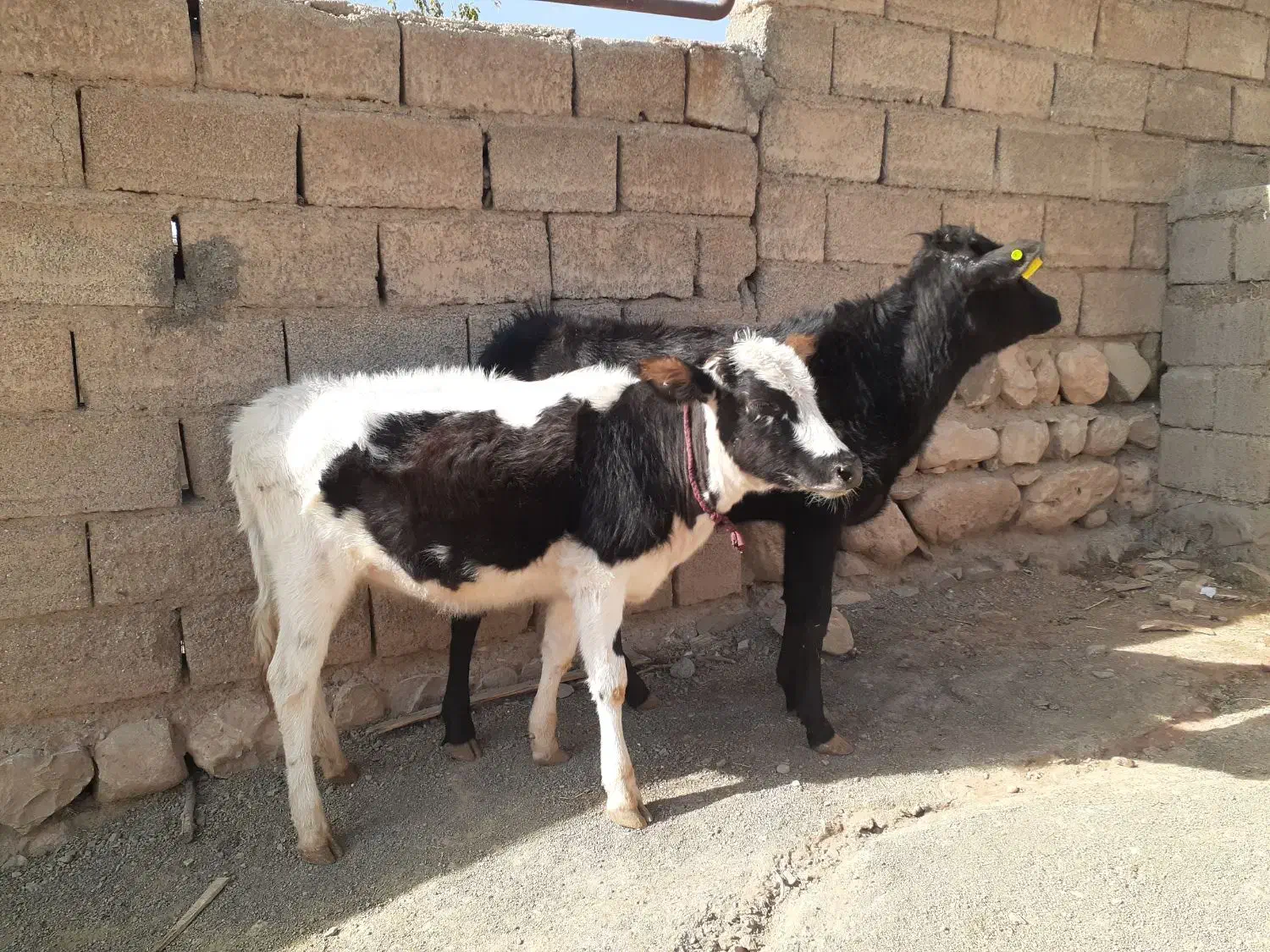 گاو یا گوساله ماده بومی|حیوانات مزرعه|شاهیوند, |دیوار