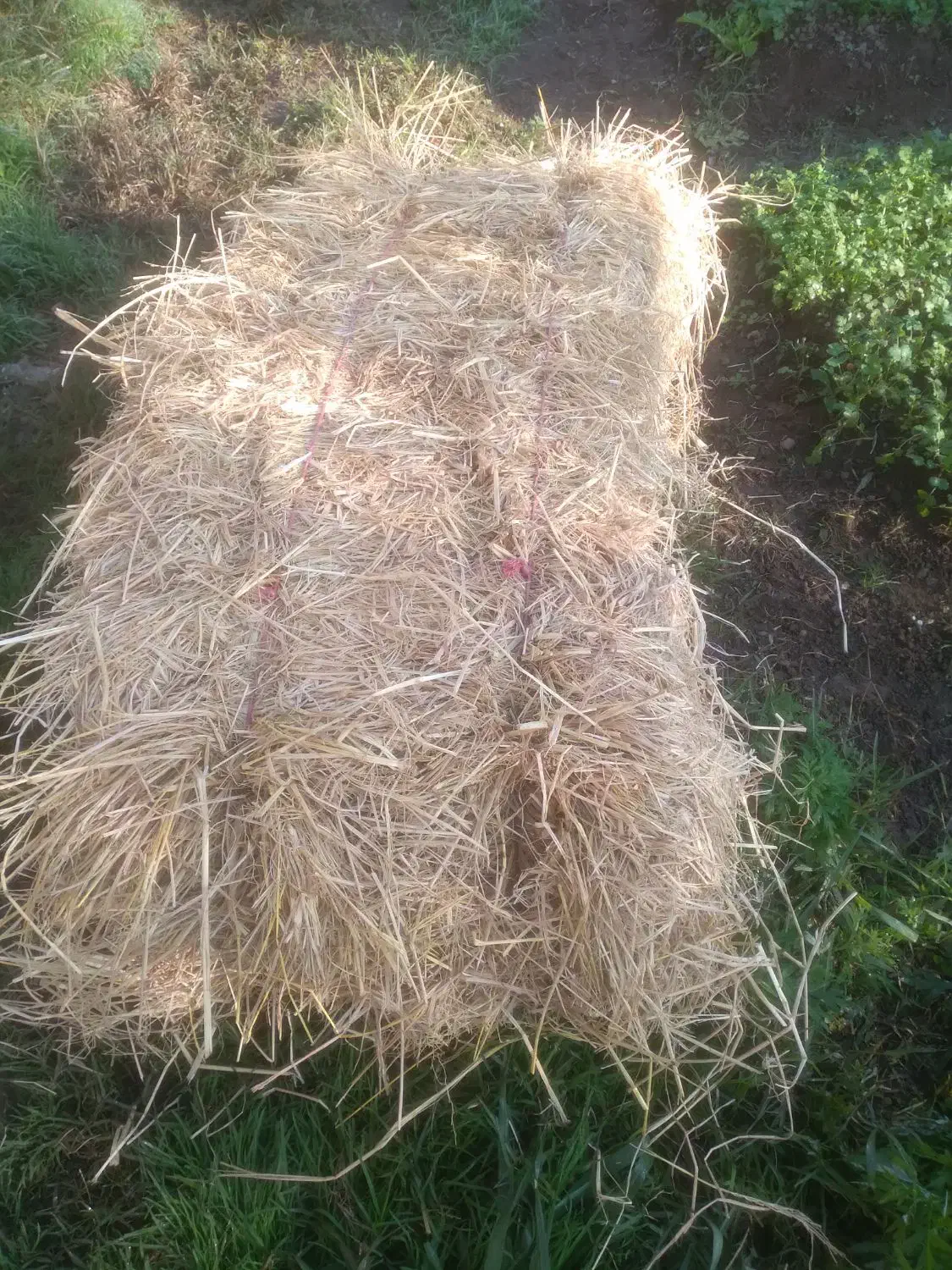 کاه خشک فقط ۷۰|حیوانات مزرعه|تولم شهر, |دیوار