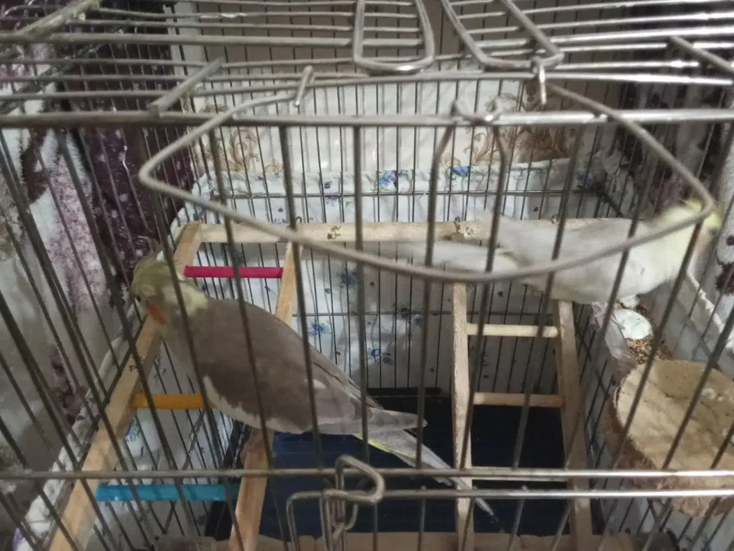 عروس هلندی|پرنده|نجف‌آباد, ولیعصر|دیوار