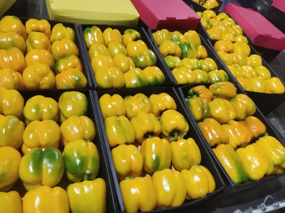 مشارکت در ساخت سورتینگ صیفی جات دهاقان|مشارکت در ساخت املاک|اصفهان, دانشگاه اصفهان|دیوار