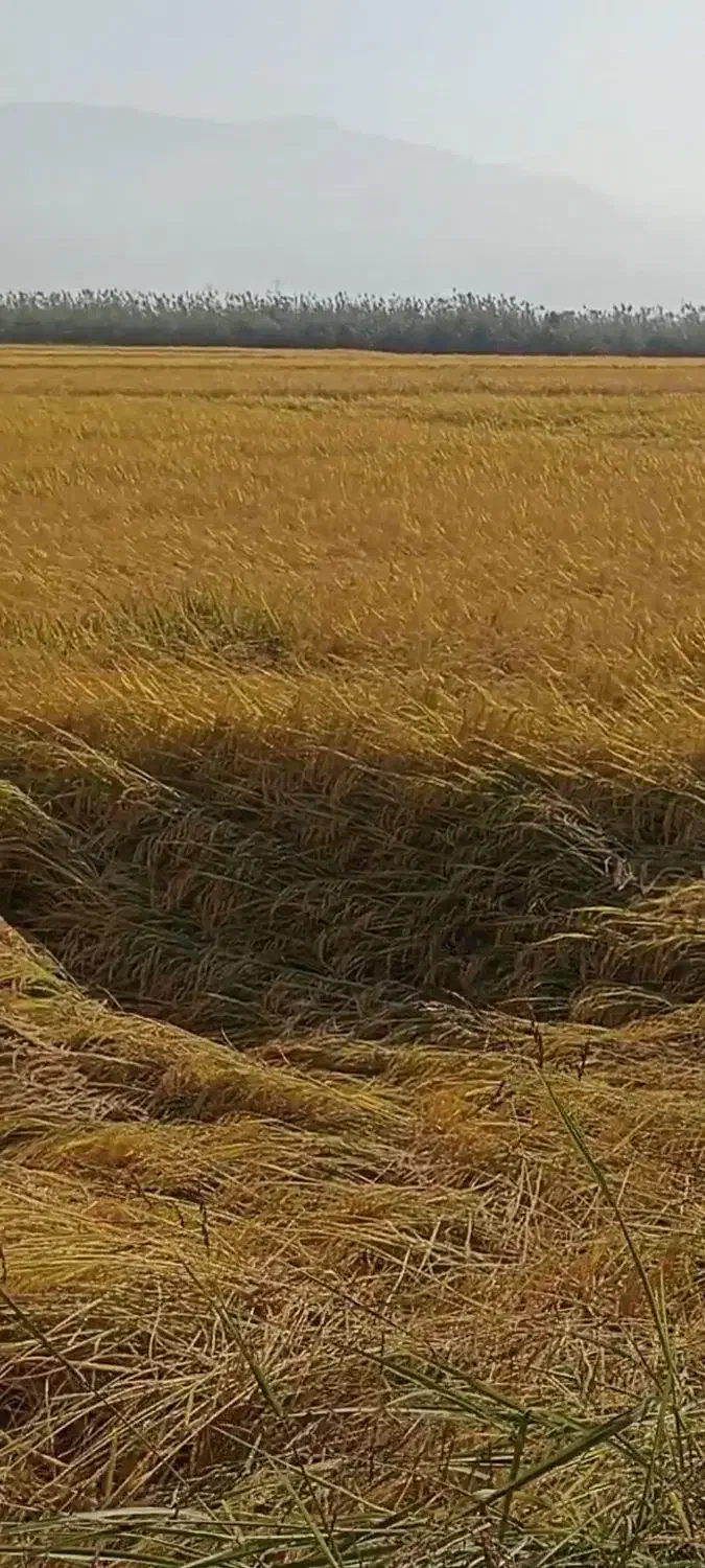 شالی فجر درجه 1 بذری|خوردنی و آشامیدنی|سنگدوین, |دیوار