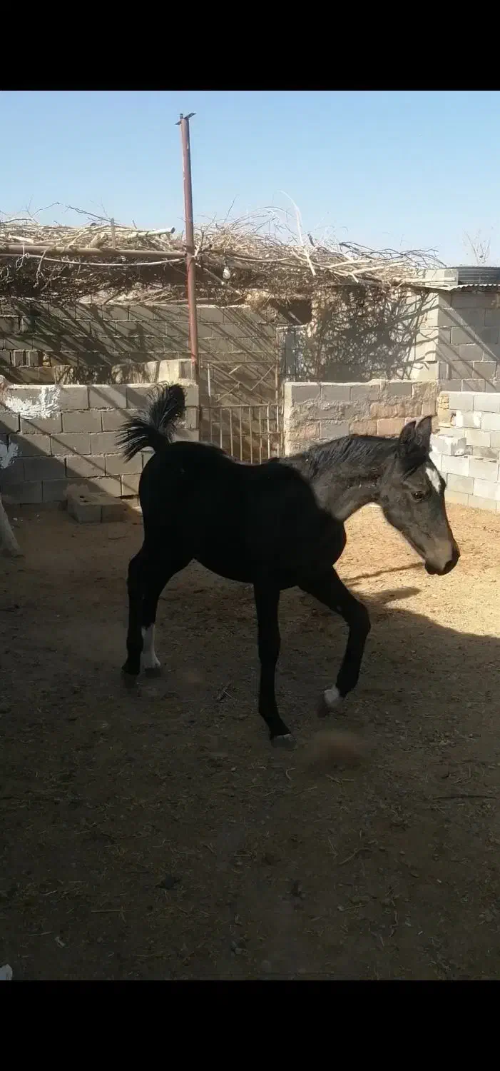 کره نریون دره شوری|اسب و تجهیزات اسب‌سواری|مهریز, |دیوار