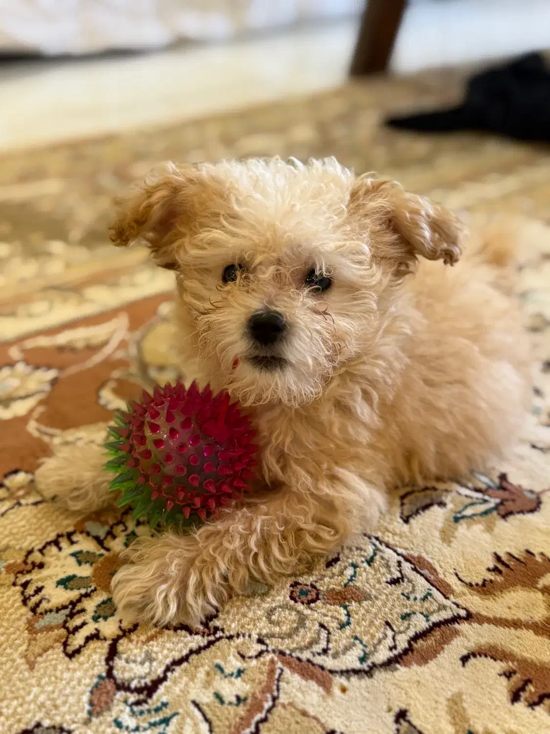 پودل ماده|سگ|رشت, آب آسیاب|دیوار