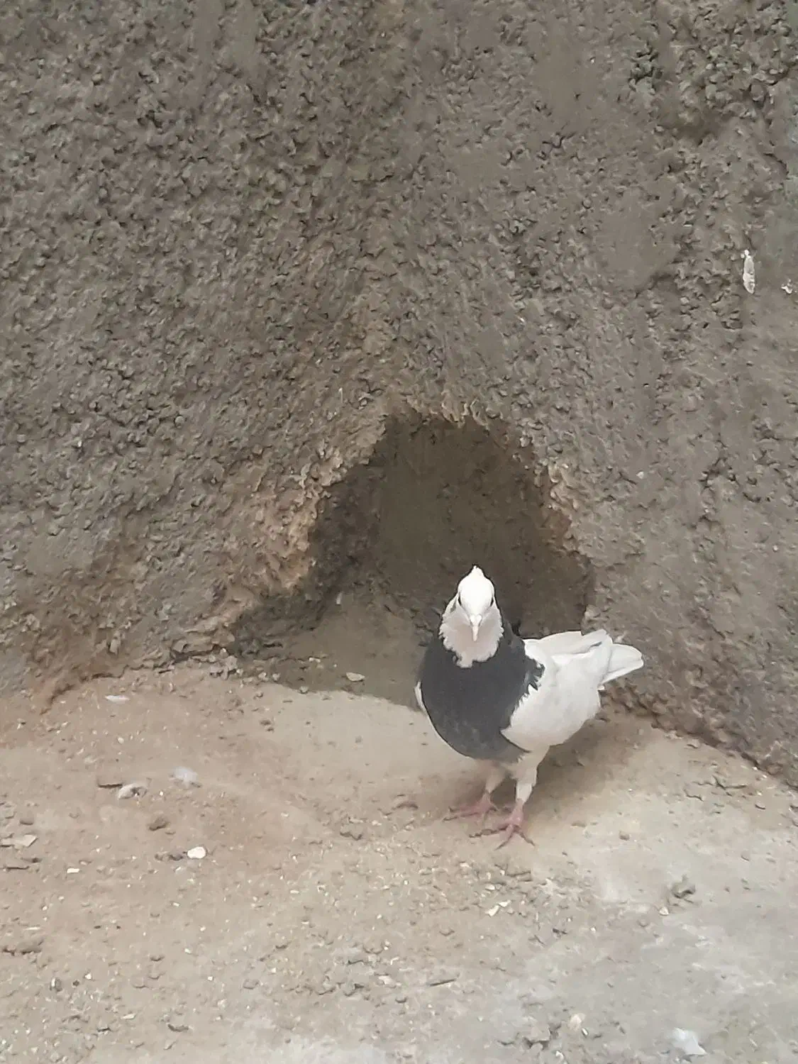 طوقی|پرنده|شهرضا, |دیوار