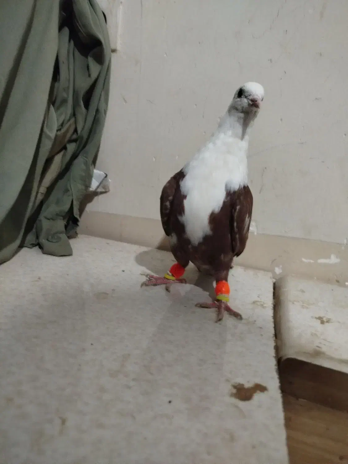 کلاغ سرخ|پرنده|نیشابور, شهرک بسیج|دیوار