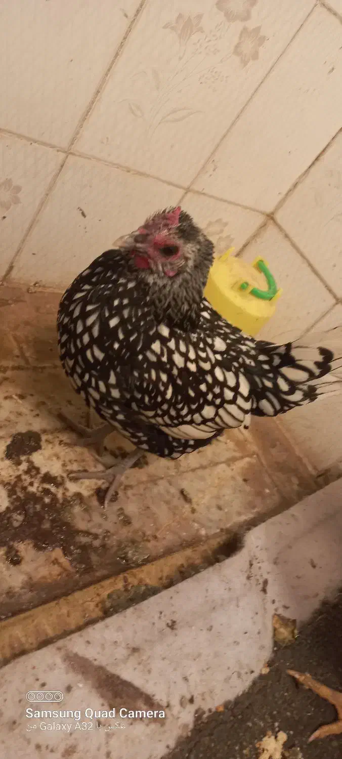 مرغ|حیوانات مزرعه|سبزوار, هویزه|دیوار