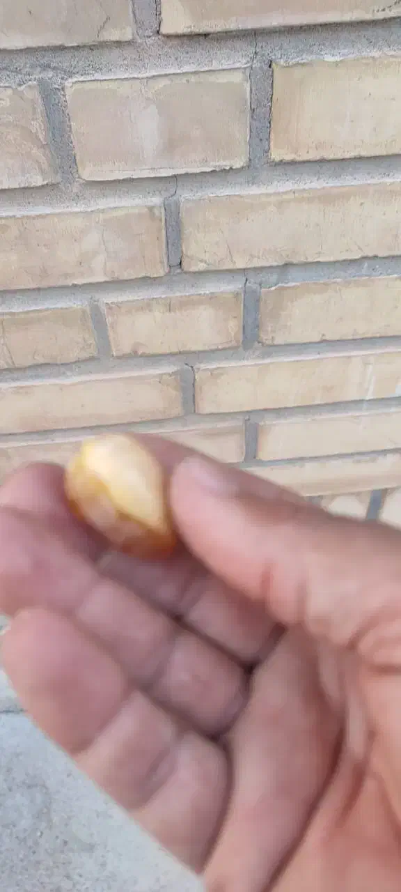 نخل|گل و گیاه طبیعی|شوش, |دیوار