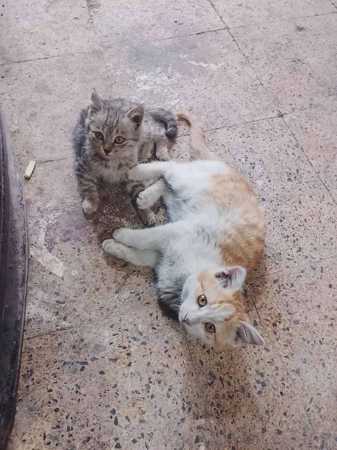 واگذار میشود|گربه|خوی, |دیوار