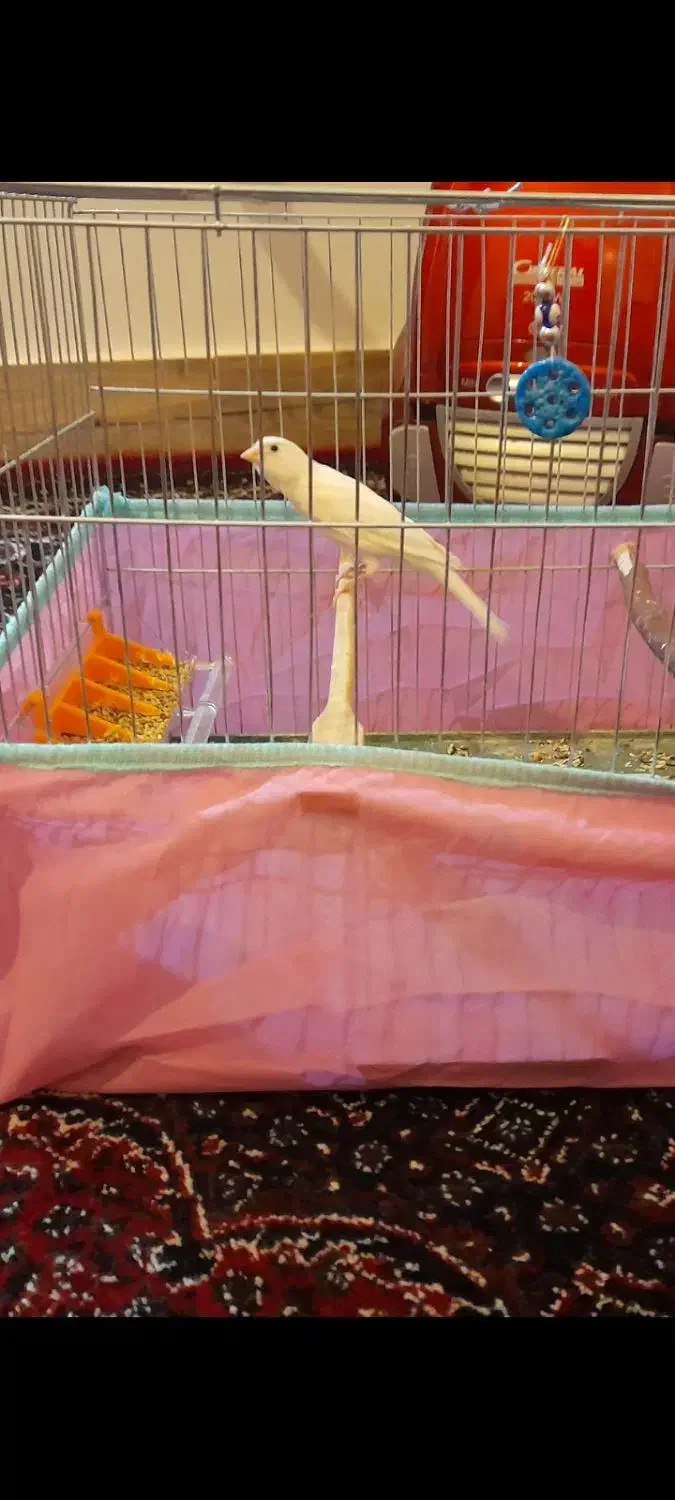 قناری|پرنده|سرپل ذهاب, |دیوار