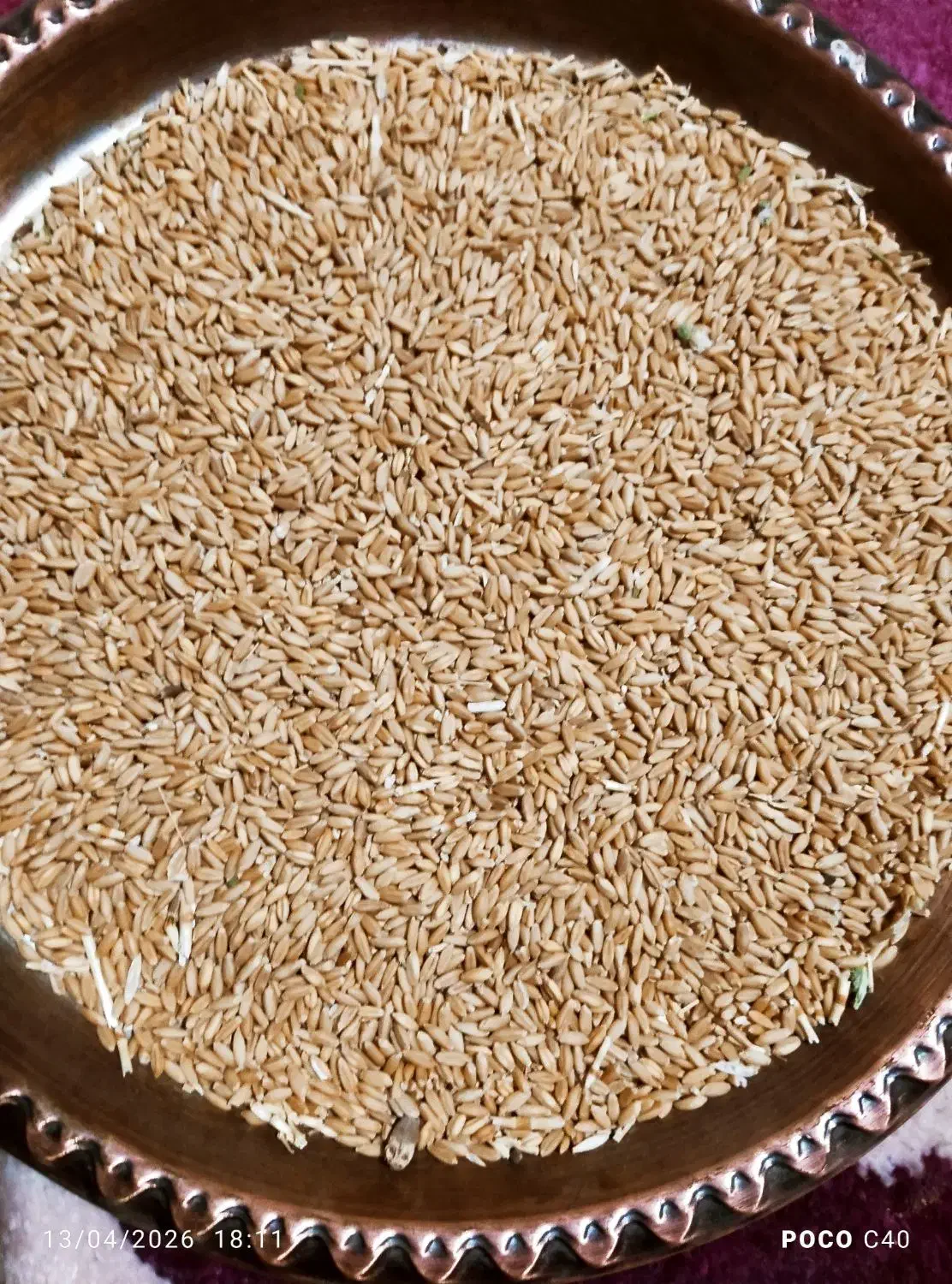 گندم|خوردنی و آشامیدنی|دهگلان, |دیوار