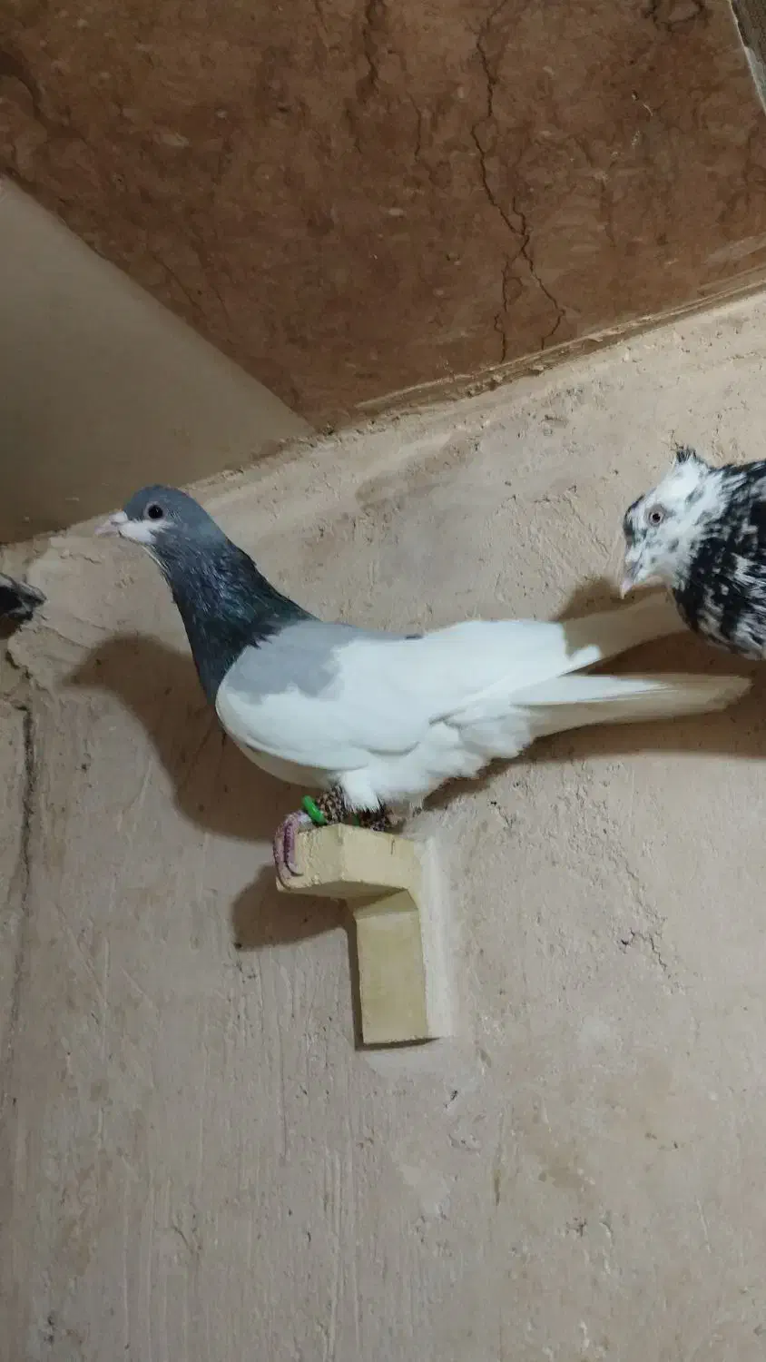 کفتر|پرنده|شیراز, شهرک برق|دیوار