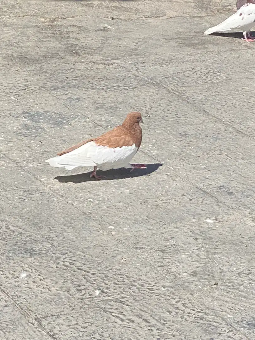 نروماده شهری پرتغالی|پرنده|شیراز, وزیرآباد|دیوار