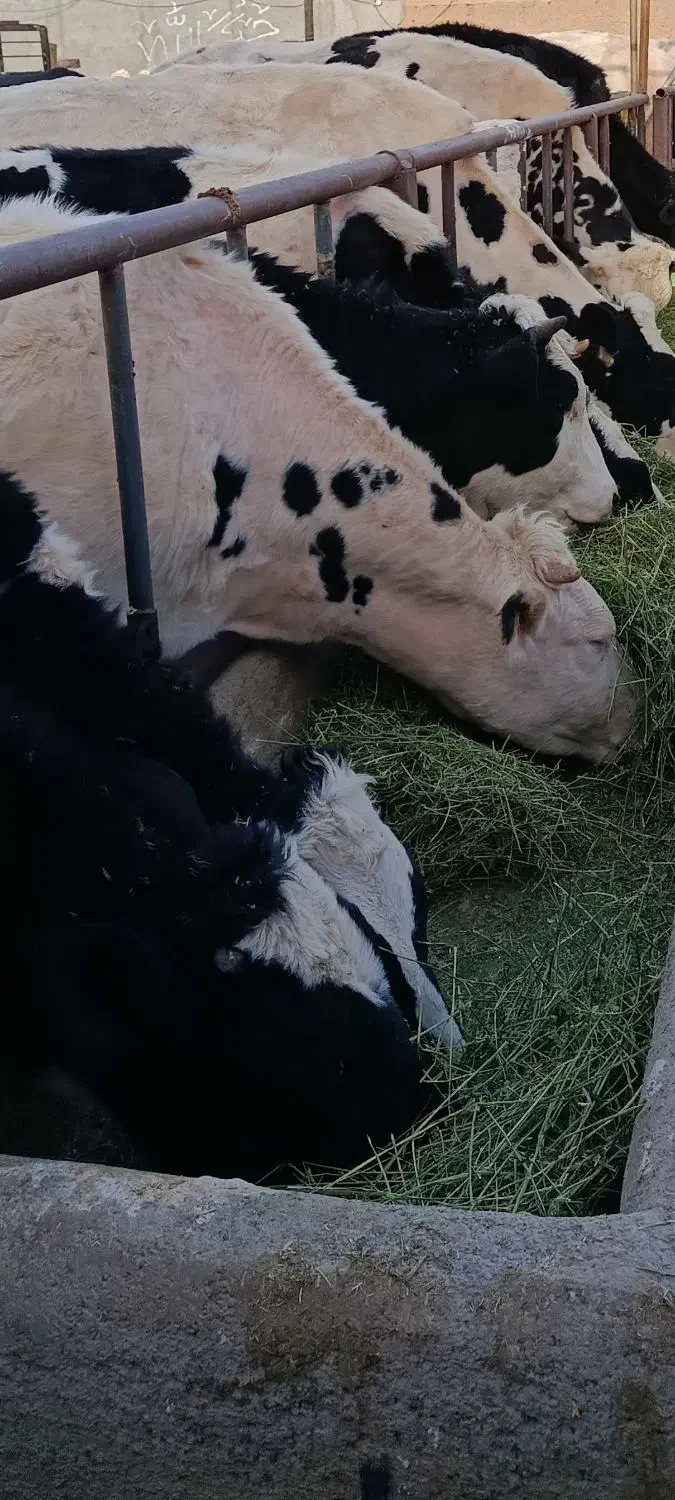 تلیسه|حیوانات مزرعه|رباط‌کریم, رباط‌کریم|دیوار