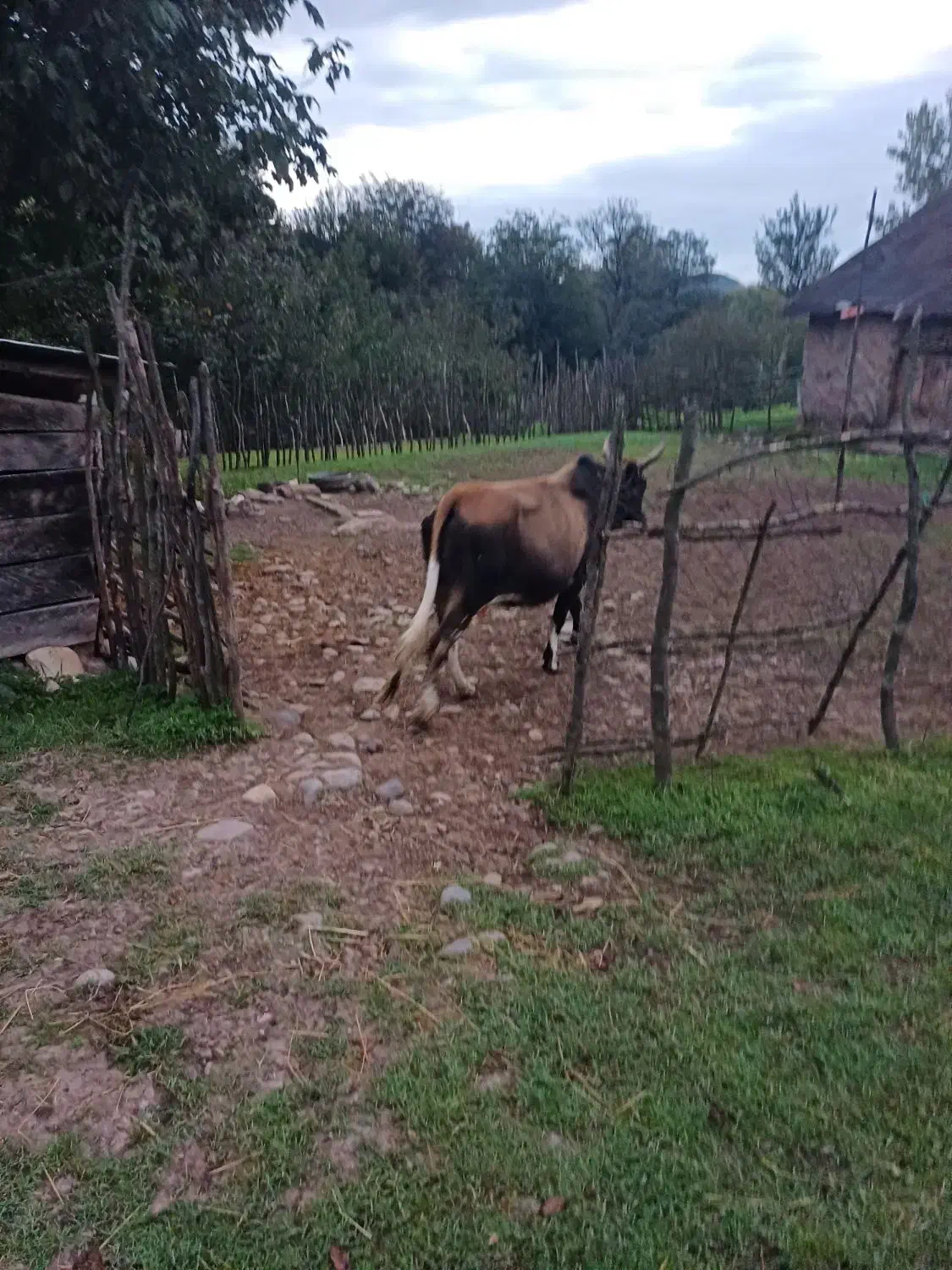 گاو شکمدار|حیوانات مزرعه|توتکابن, |دیوار