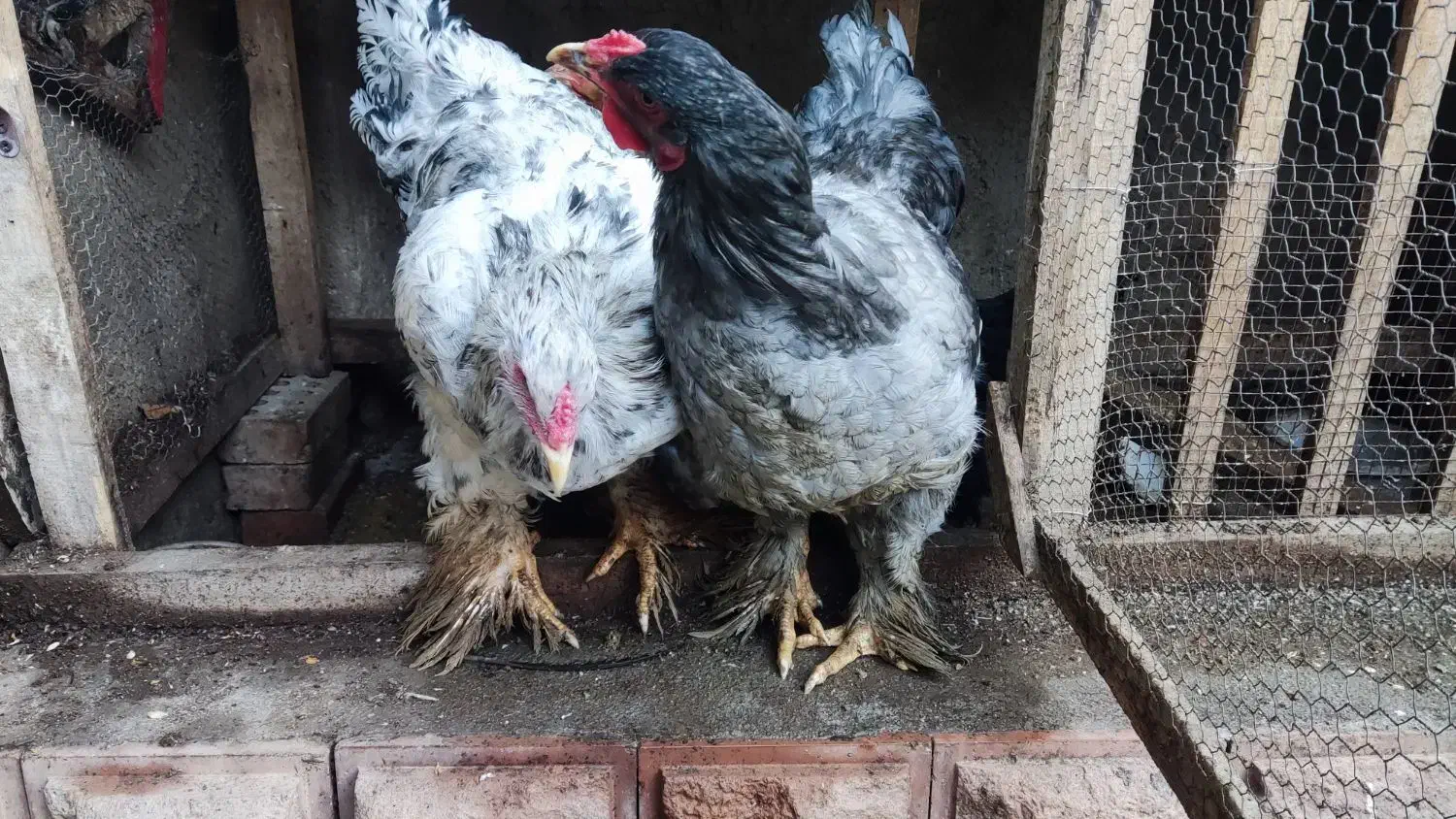 مرغ برهمایی مرغ محلی مرغ نیمچه|حیوانات مزرعه|رامیان, |دیوار