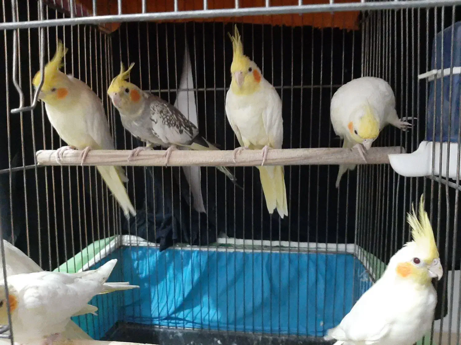 عروس هلندی|پرنده|جغتای, |دیوار