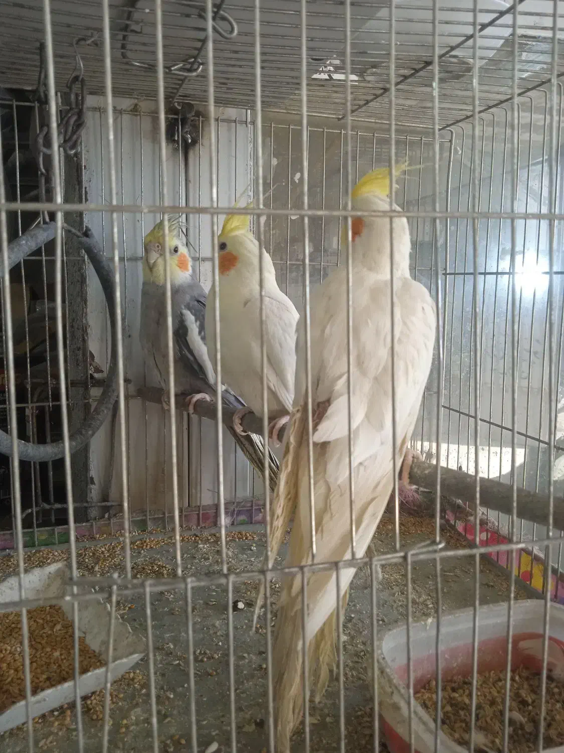 عروس هلندی|پرنده|بن, |دیوار