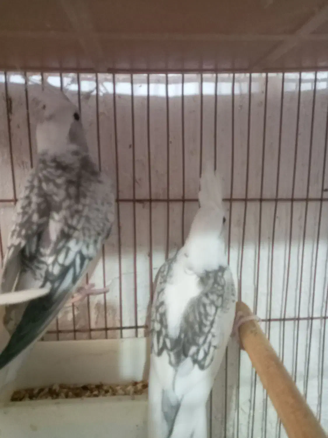 عروس هلندی ایزابلا و دوکت و جفت|پرنده|لنگرود, |دیوار