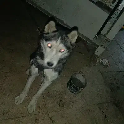 هاسکی اصیل مو کوتاه|سگ|لواسان, |دیوار