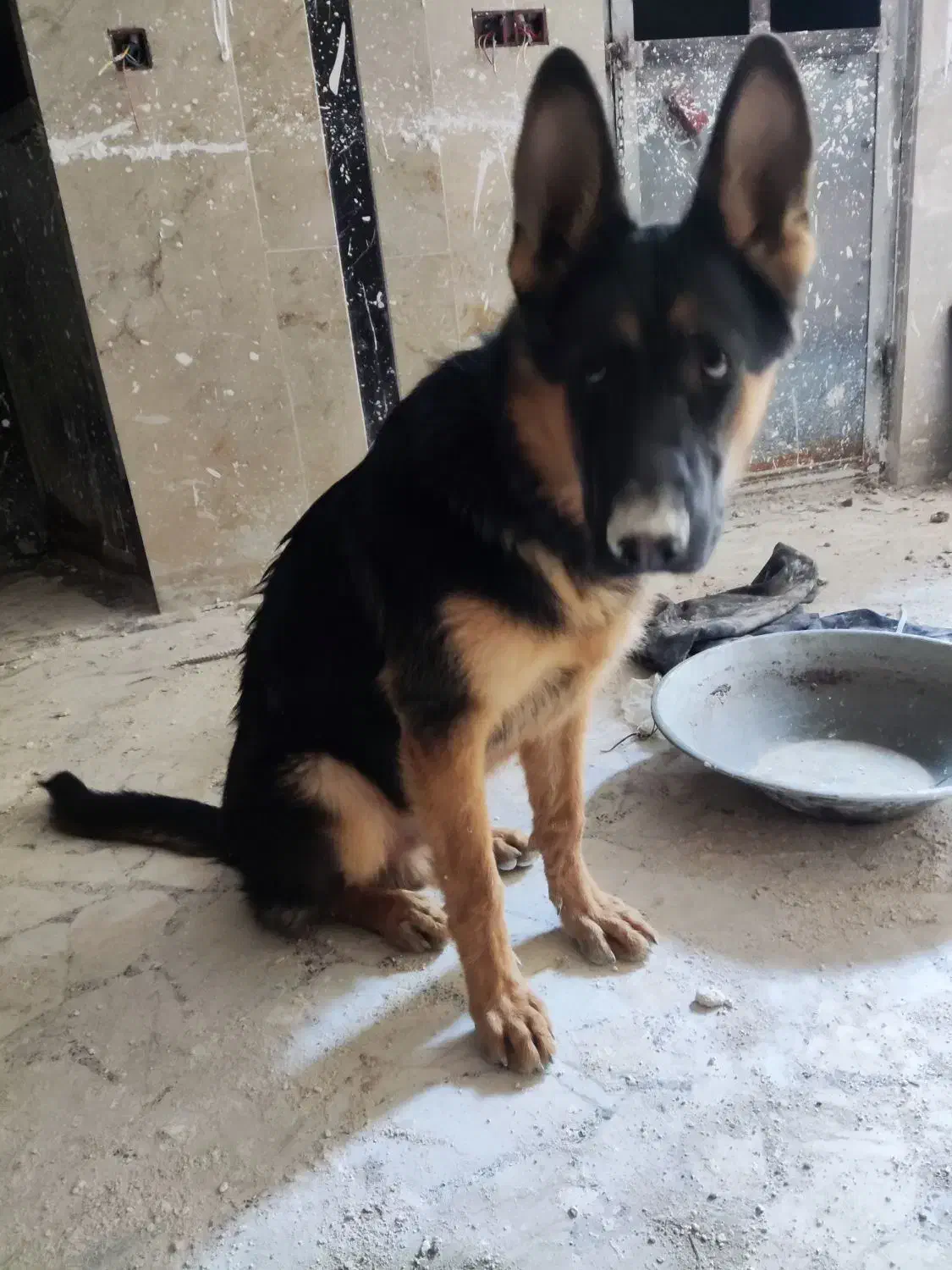 سگ ژرمن|سگ|کرج, باغستان|دیوار