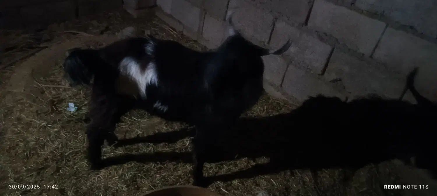 فروش دو عدد تروشت|حیوانات مزرعه|بمپور, |دیوار