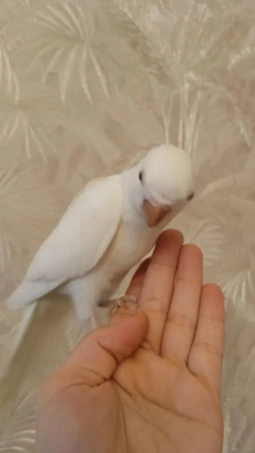 راهب نر بالغ|پرنده|کهریزک, |دیوار