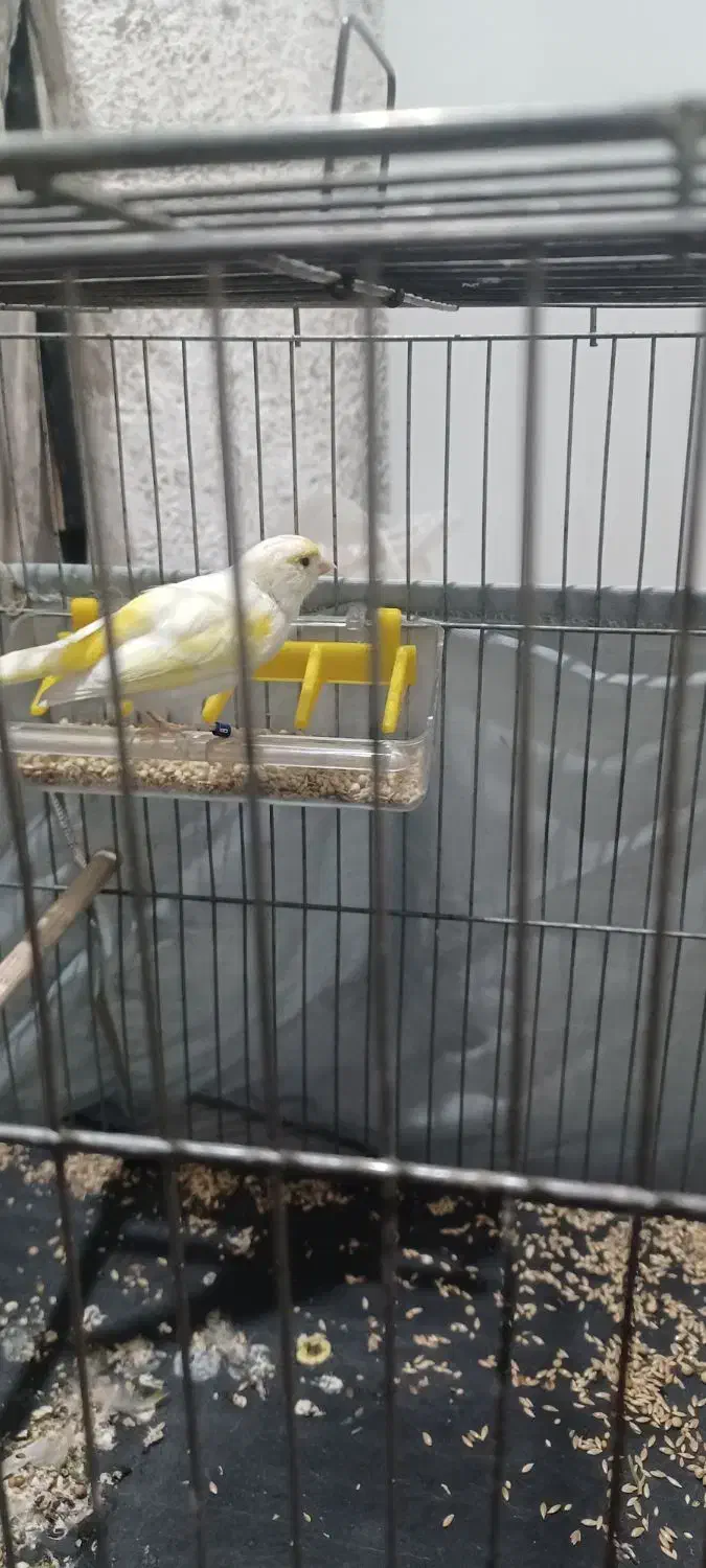 قناری ماده|پرنده|ری, شهرک نظامی|دیوار