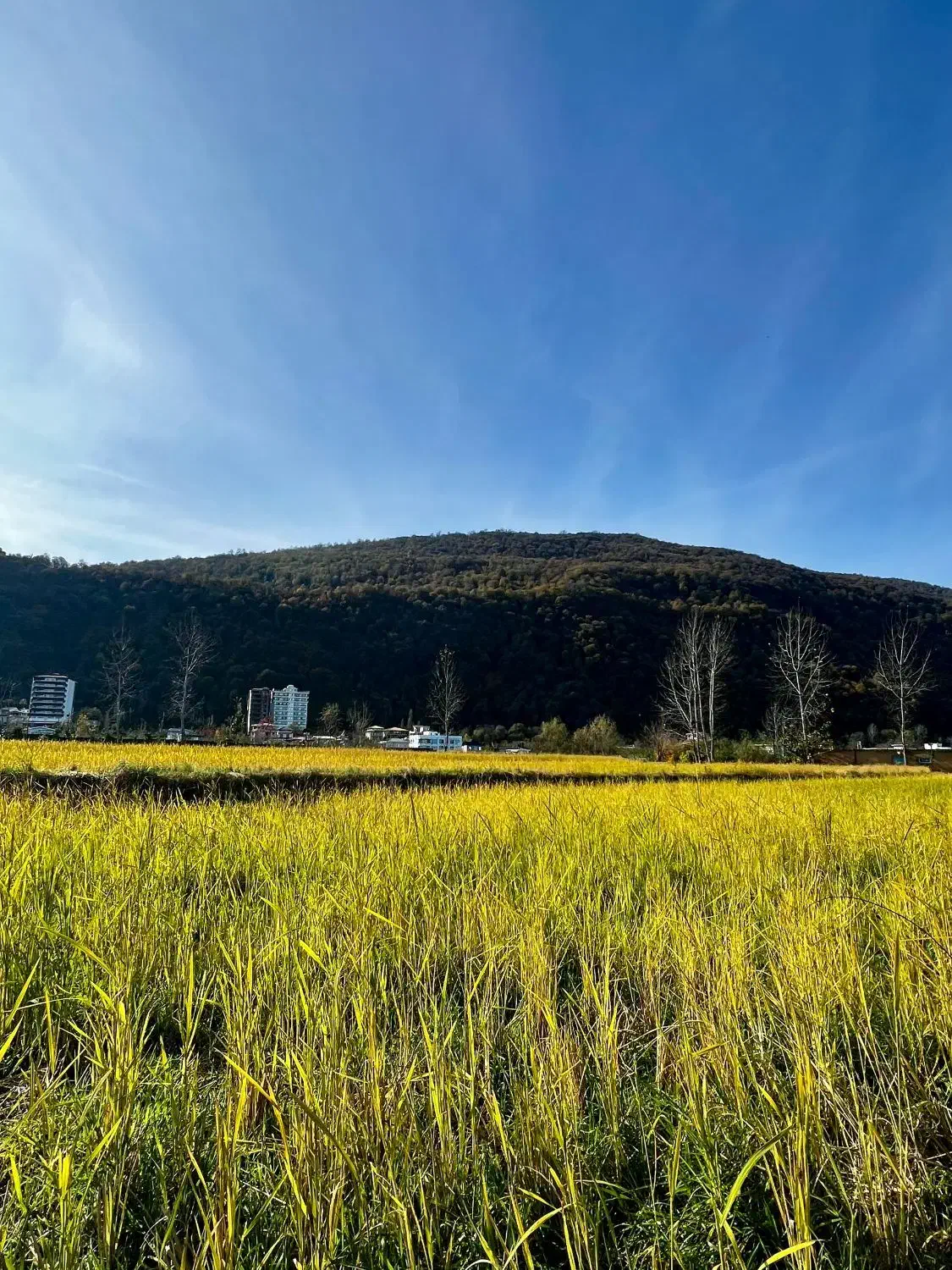 زمین ذوات غرب شهرکی 287 متر ویو عالی|فروش زمین و ملک کلنگی|چالوس, |دیوار