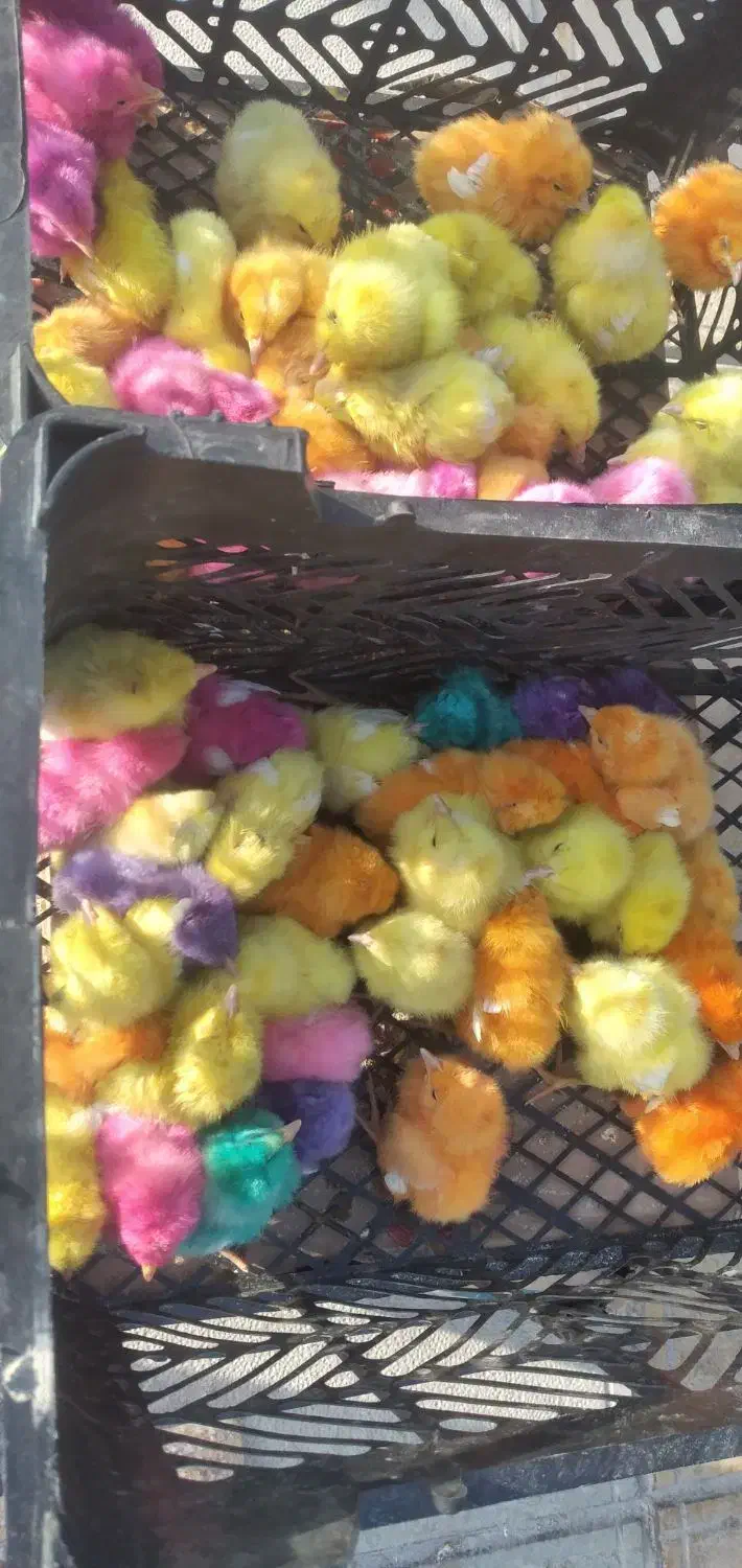 جوجه خروسک|حیوانات مزرعه|سرپل ذهاب, |دیوار