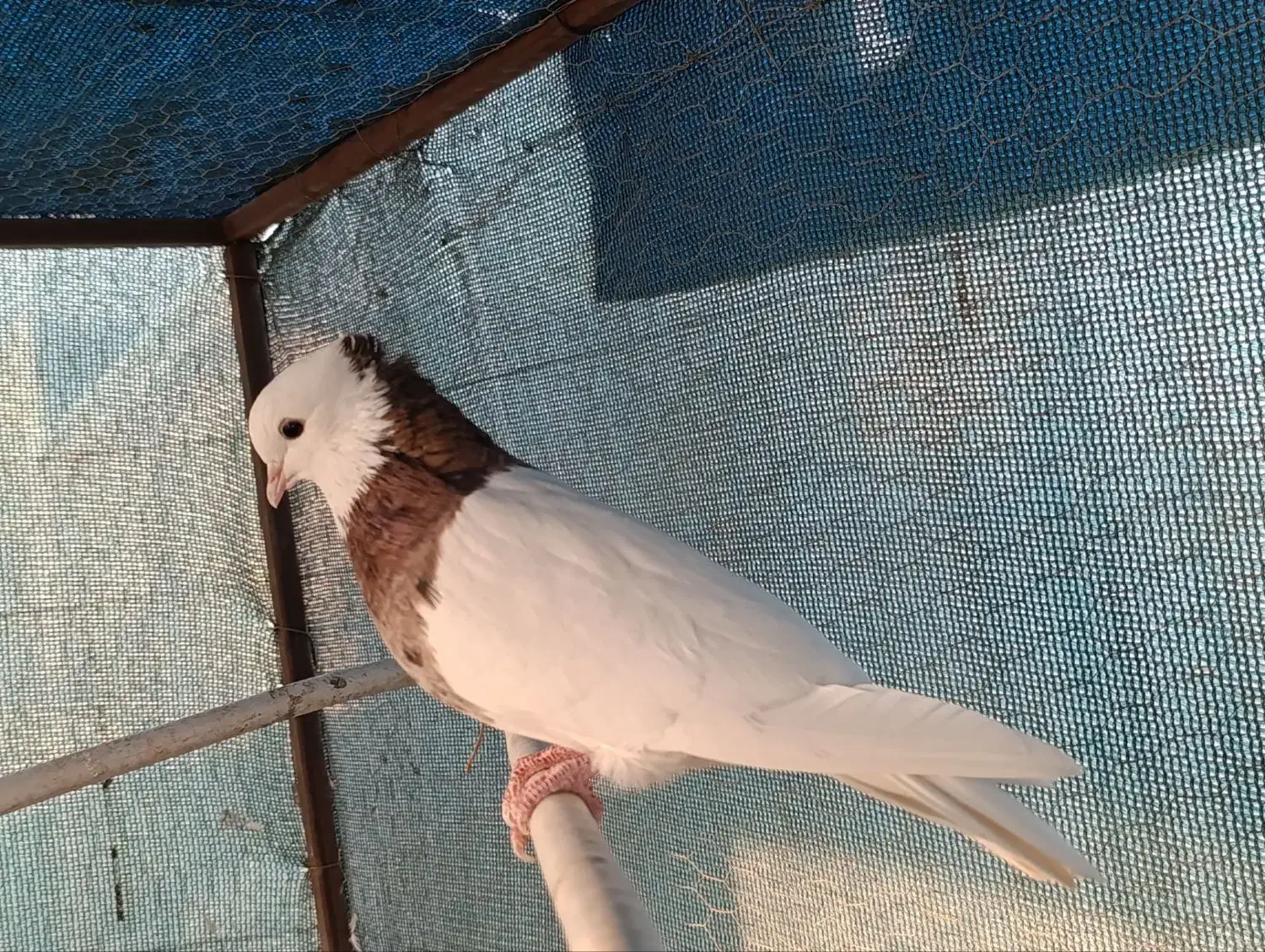 طوقی هفت رنگ|پرنده|اصفهان, حصه شمالی|دیوار