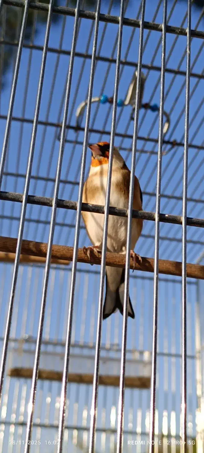 سهره چانه سفید|پرنده|کرمانشاه, |دیوار