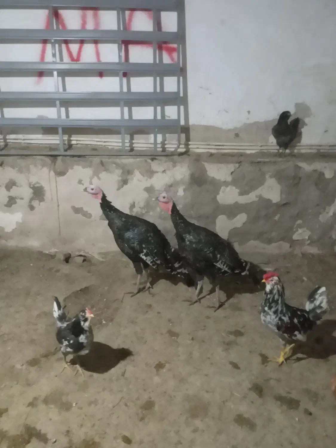 دوتابوقلمون نر۸ماهه سالم وسرحال بزرگ شده توروستا|حیوانات مزرعه|باسمنج, |دیوار