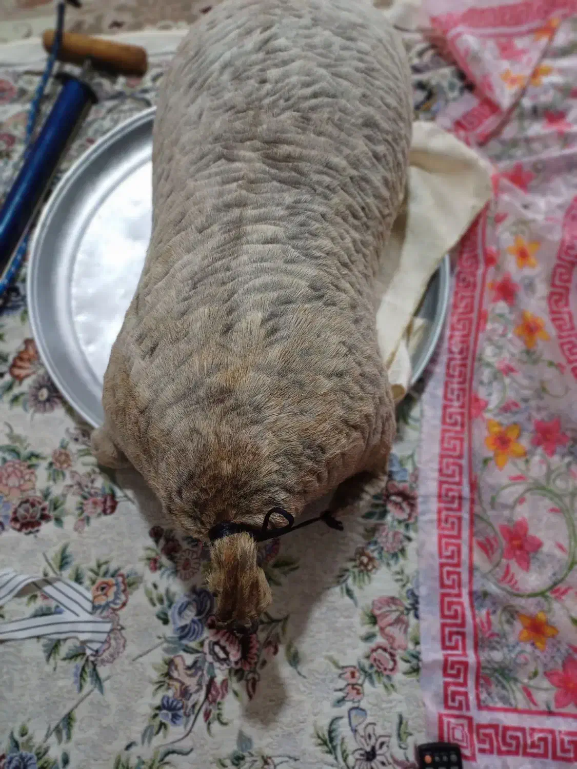 هیزه|ظروف نگهدارنده، پلاستیکی، یک‌بارمصرف|الشتر, |دیوار